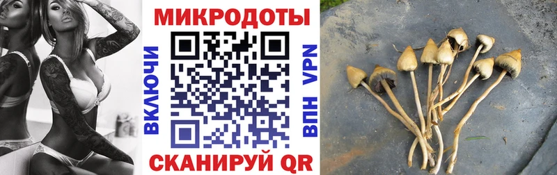 купить закладку  кракен ONION  Псилоцибиновые грибы ЛСД  Новочебоксарск 
